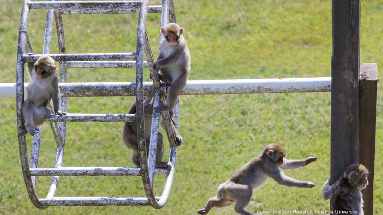 Monkeys at National Primate Research Center