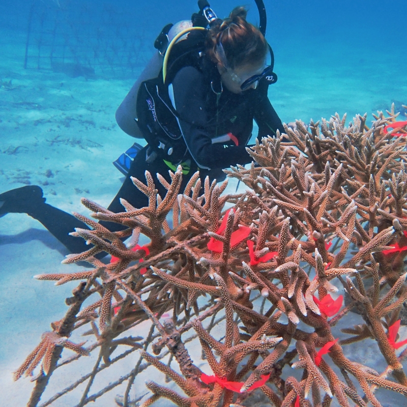 Diving Deep: ARCS Scholar Morgan Farrell Uses Bacteria to Boost Coral Reef Restoration